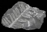 Wide Fossil Seed Fern Plate - Pennsylvania #73149-2